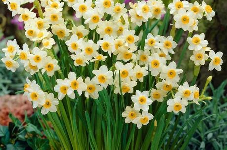 Nergis Festivali | Karaburun-Mordoğan-Balıklıova Turu