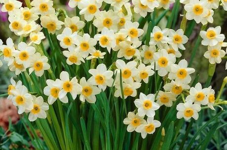 Nergis Festivali | Karaburun-Mordoğan-Balıklıova Turu